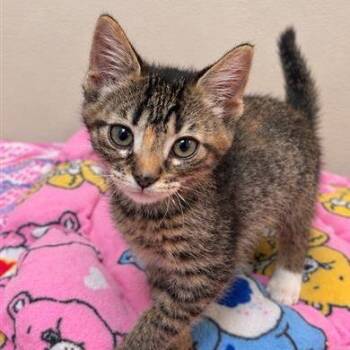 Sediment -  Domestic Short Hair Cat for Adoption in Long Beach, California - Sediment | PetCurious