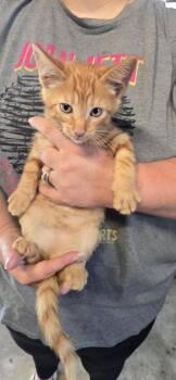 Tabby (Rabehl) -  Domestic Short Hair Cat for Adoption in Camden, Tennessee - Tabby (Rabehl) | PetCurious