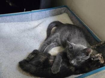 Blitz -  Russian Blue Cat for Adoption in Liverpool, Texas - Blitz | PetCurious