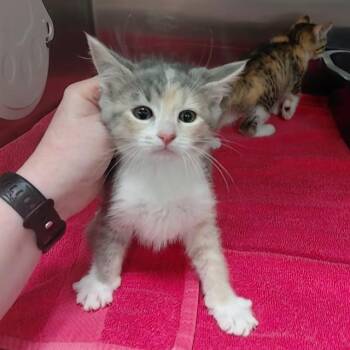 SUNFLOWER -  Domestic Short Hair Cat for Adoption - SUNFLOWER | PetCurious