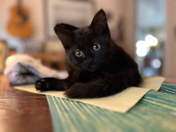 Domestic Short Hair Cats Available for Adoption - Dobby | PetCurious