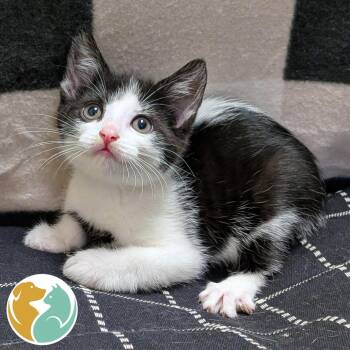 Dolly -  Domestic Short Hair Cat for Adoption in Toledo, Ohio - Dolly | PetCurious