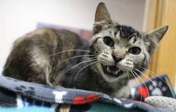 Bugs -  Tabby Cat for Adoption in Portage, Wisconsin - Bugs | PetCurious