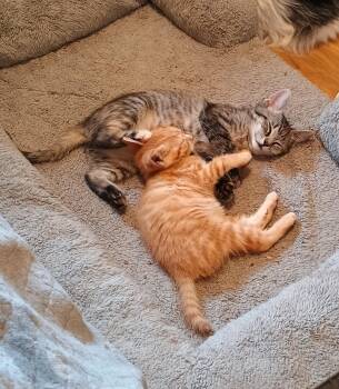 Rescue Domestic Short Hair Cats for Adoption in Nashville, Tennessee - Saffron - Super Playful | PetCurious
