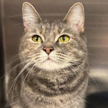 Domestic Short Hair Cats Available for Adoption in East Hanover, New Jersey - Ava | PetCurious