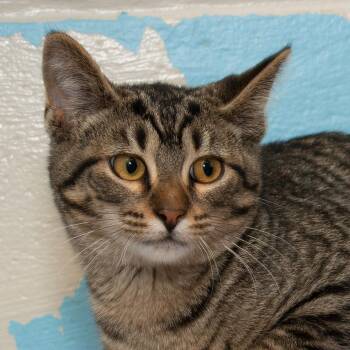 Leonardo -  Domestic Medium Hair Cat Available for Adoption in Troy, Ohio - Leonardo | PetCurious