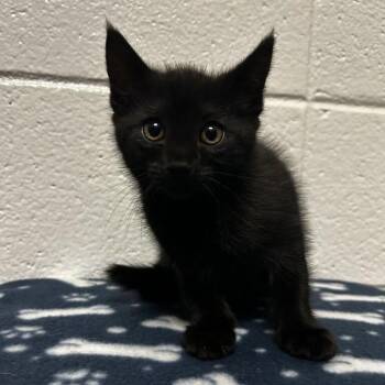 Ramses -  Domestic Short Hair Cat for Adoption in New York, New York - Ramses | PetCurious