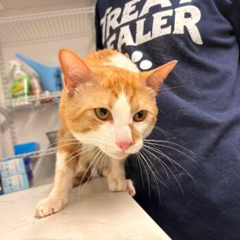 Domestic Short Hair Cats Available for Adoption in St. Louis, Missouri - Odoban | PetCurious
