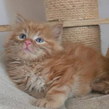 Aslan -  Domestic Long Hair Cat for Adoption in Bristol, Indiana - Aslan | PetCurious