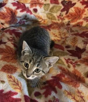 Rescue Domestic Short Hair Cats for Adoption in Lincoln Park, New Jersey - Peewee | PetCurious