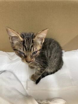 SHOCK -  Domestic Short Hair Cat for Adoption in Baytown, Texas - SHOCK | PetCurious