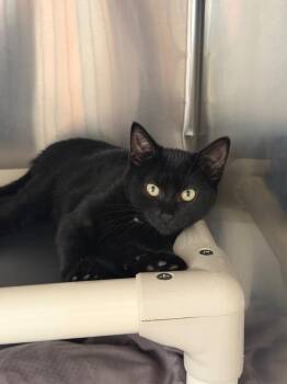 Sarah Palmer -  Domestic Short Hair Cat for Adoption in Pomona, New York - Sarah Palmer | PetCurious