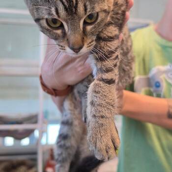 Rose -  Domestic Short Hair Cat for Adoption in Brownsboro, Alabama - Rose | PetCurious