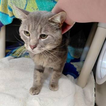 SMOKEY BEAR -  Domestic Short Hair Cat for Adoption - SMOKEY BEAR | PetCurious
