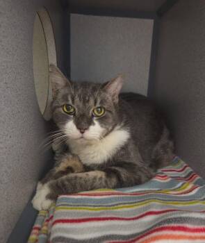Louisa -  Domestic Short Hair Cat for Adoption in Liverpool, New York - Louisa | PetCurious
