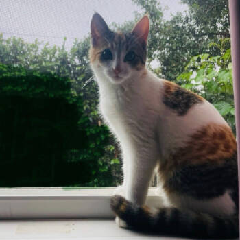 Rescue Domestic Short Hair Cats for Adoption in Westminster, California - Shake | PetCurious