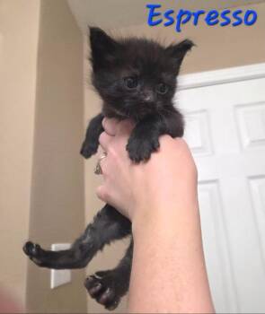 Espresso -  Domestic Medium Hair Cat for Adoption in Anna, Texas - Espresso | PetCurious