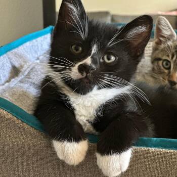 Mason -  Domestic Short Hair Cat Available for Adoption in Davis, California - Mason | PetCurious