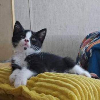 Dottie -  Domestic Short Hair Cat for Adoption - Dottie | PetCurious