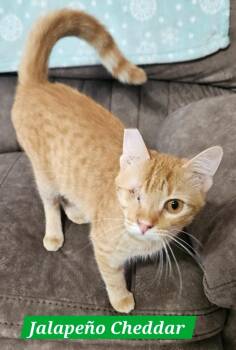 Jalapeño Cheddar -  Domestic Short Hair Cat Available for Adoption in Manchester, Tennessee - Jalapeño Cheddar | PetCurious