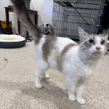 Angelina Ballerina -  Domestic Medium Hair Cat for Adoption in Fort Worth, Texas - Angelina Ballerina | PetCurious
