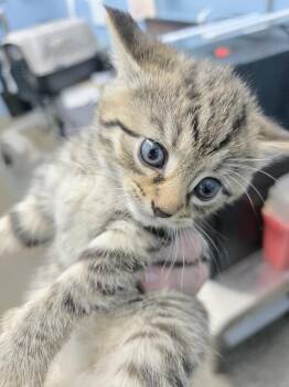 Cauldron -  Domestic Short Hair Cat for Adoption in Evansville, Indiana - Cauldron | PetCurious
