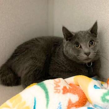 Rescue Domestic Short Hair Cats for Adoption in Aurora, Colorado - SILAS | PetCurious