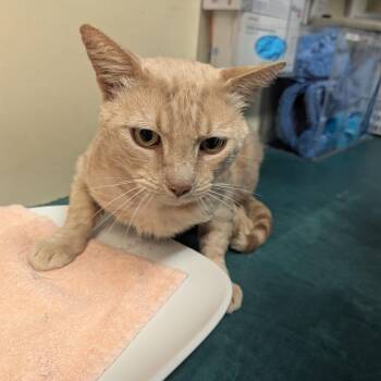 Petey -  Domestic Short Hair Cat for Adoption in Pasadena, California - Petey | PetCurious
