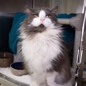 Dovewing -  Domestic Long Hair Cat for Adoption in Seattle, Washington - Dovewing | PetCurious