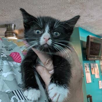 Domestic Short Hair Cats Available for Adoption in Jefferson City, Tennessee - Stuart | PetCurious