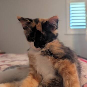 Sally -  Domestic Short Hair Cat for Adoption in Houston, Texas - Sally | PetCurious