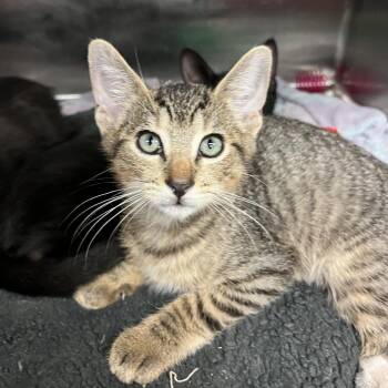 Bruce Goose -  Domestic Short Hair Cat for Adoption in Los Angeles, California - Bruce Goose | PetCurious