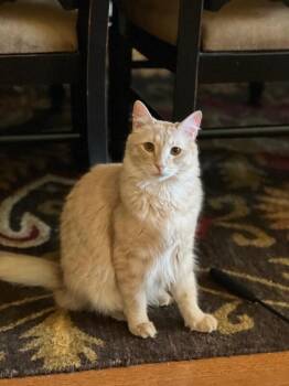Murphy BONDED to SkippyJon -  Tabby Cat for Adoption in Anthem, Arizona - Murphy BONDED To SkippyJon | PetCurious