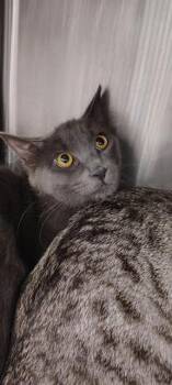 Domestic Short Hair Cats Available for Adoption - LARRY | PetCurious