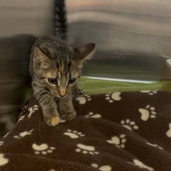 Eleanor -  Domestic Short Hair Cat for Adoption in Port Charlotte, Florida - Eleanor | PetCurious