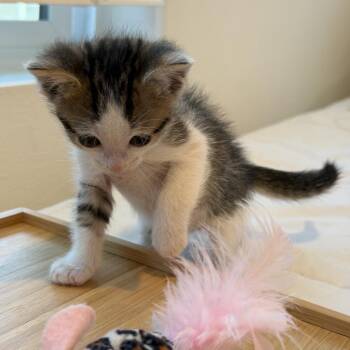 Daisy -  Domestic Short Hair Cat for Adoption in Los Angeles, California - Daisy | PetCurious