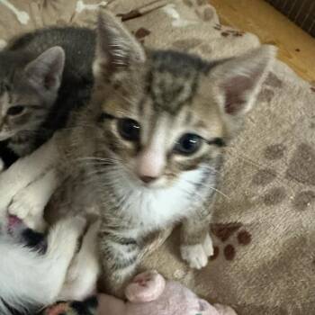 Domestic Short Hair Cats Available for Adoption in Wappingers Falls, New York - Lorian | PetCurious