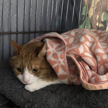 Domestic Short Hair Cats Available for Adoption - Minion | PetCurious