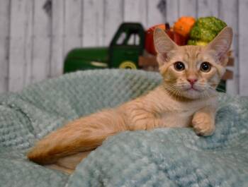 Justin -  Domestic Short Hair Cat for Adoption in Roanoke, Texas - Justin | PetCurious