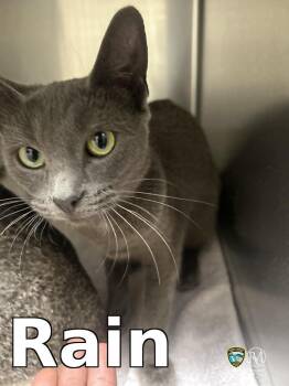 Rain -  Domestic Short Hair Cat Available for Adoption in Rocky Mount, North Carolina - Rain | PetCurious