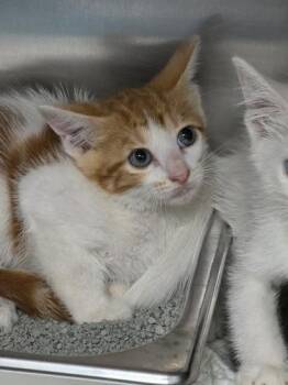 Gruyere -  Domestic Short Hair Cat for Adoption in Houston, Texas - Gruyere | PetCurious