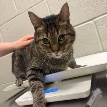 Domestic Short Hair Cats Available for Adoption in Bristol, Indiana - Fattie Hattie | PetCurious