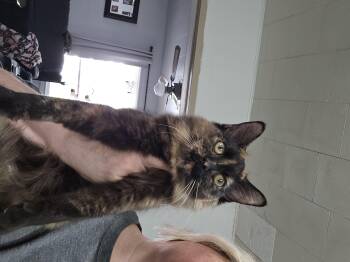 Rescue Domestic Short Hair Cats for Adoption in Butler, Pennsylvania - Neko | PetCurious