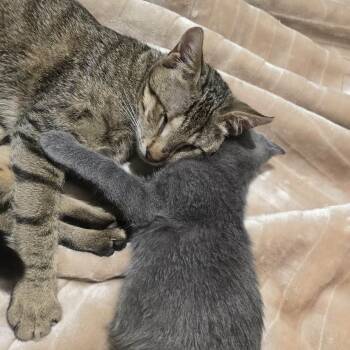 Bonded - Gigi (blind) and Gizmo (zipcode 20782) -  Tabby Cat for Adoption in Woodbridge, Virginia - Bonded - Gigi (blind) And Gizmo (zipcode 20782) | PetCurious