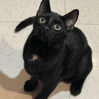 Rescue Domestic Short Hair Cats for Adoption in Lacon, Illinois - Wesley | PetCurious