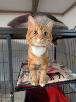 Cheeto -  Domestic Short Hair Cat Available for Adoption in Shelton, Washington - Cheeto | PetCurious