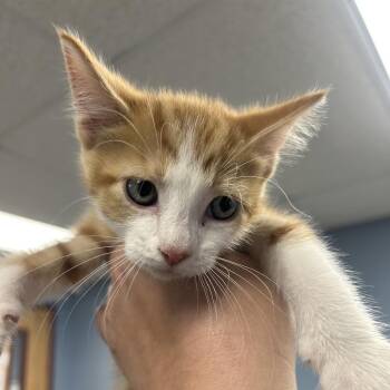 Domestic Short Hair Cats Available for Adoption in Saint Joseph, Missouri - Kitten | PetCurious