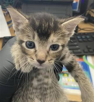 APRIL -  Domestic Short Hair Cat for Adoption in Dallas, Texas - APRIL | PetCurious