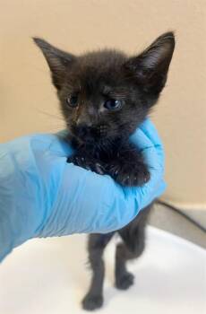 Domestic Short Hair Cats Available for Adoption - WARREN | PetCurious