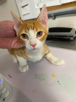 Dilly -  Domestic Short Hair Cat for Adoption in Bolivar, Missouri - Dilly | PetCurious